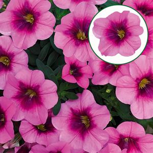 Afbeelding van Calibrachoa P12 Glamour